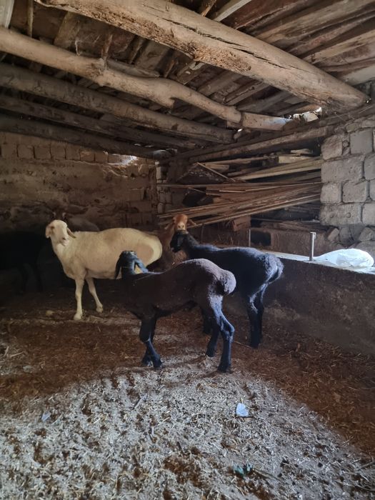 Куйлар, сотилади