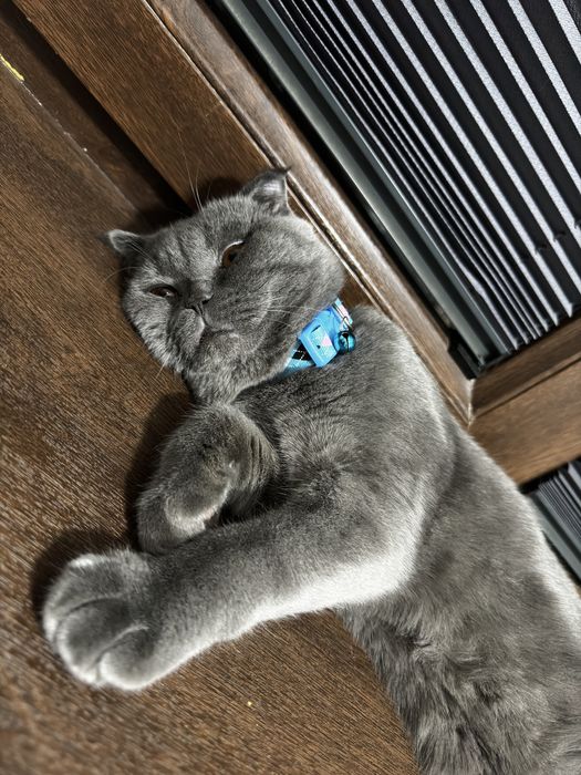 Продается кошка британский скотч цена договорная