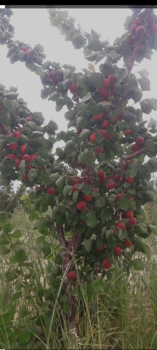 Mevali dekarativniy kochatlar Olma, Nok , Gilos ,Uzum avatar boshqalar