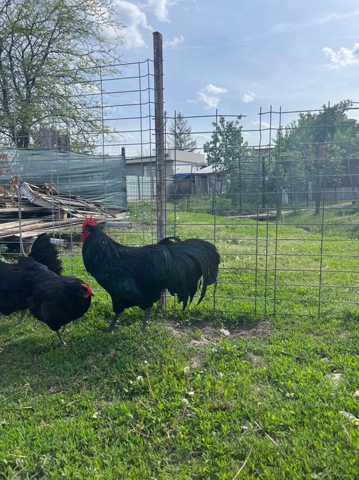 Cocosi australorp negru