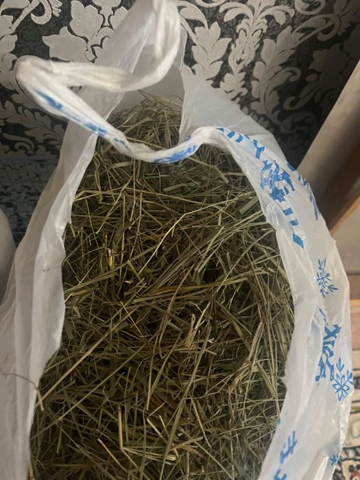 Продаю кролика домашнего