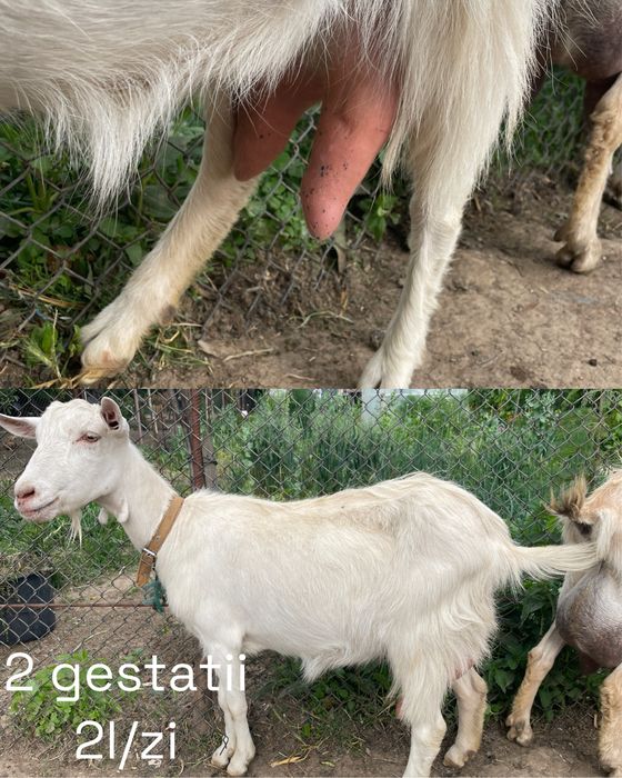 Vand capre cu lapte Giroc