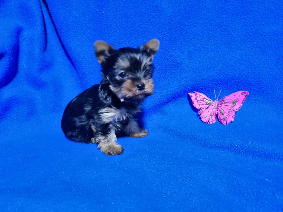 Продам щенков йоркширского терьера.