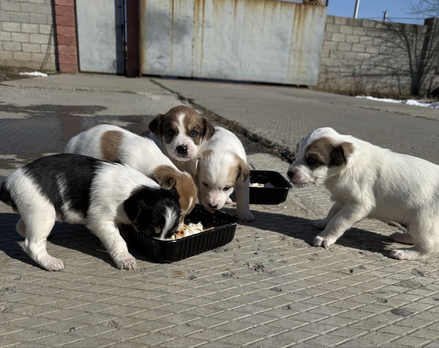 Отдам щенков в хорошие руки