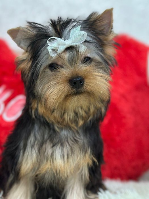 Кукольный мальчик йорка