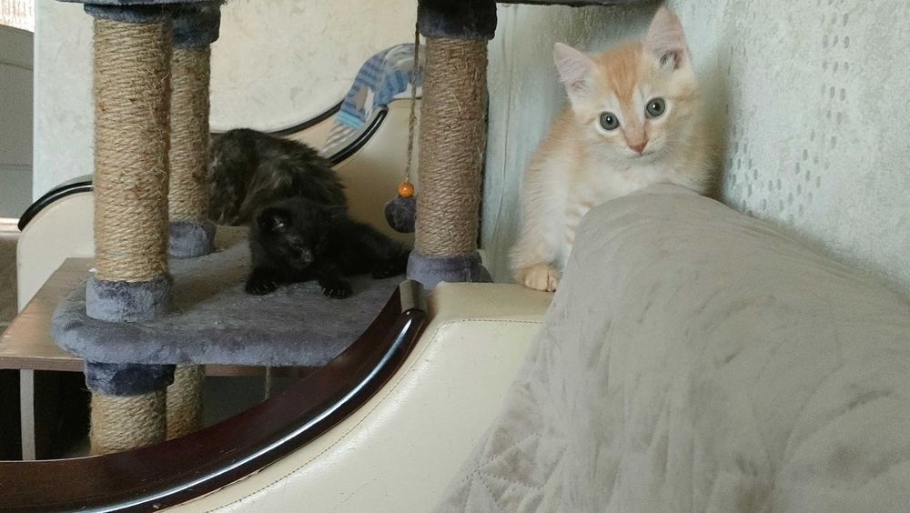 Котя в добрые руки