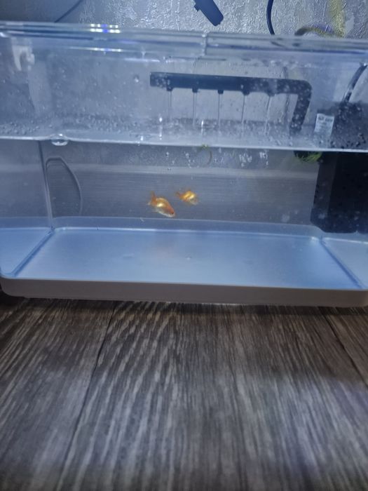 Аквариум и золотые рыбки