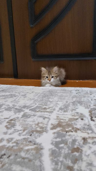 Котёнок Норвежской лесной кошки, мальчик, 3 месяца