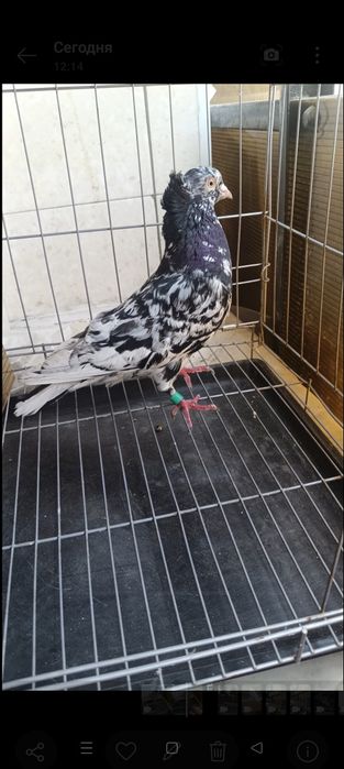 Продам голубей хороших кровей