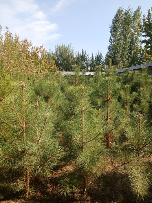 Archa krimskiy sasna