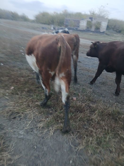 Продам бык 9 голов