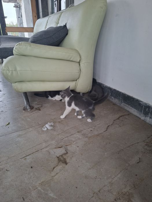 Котки сива и шарена