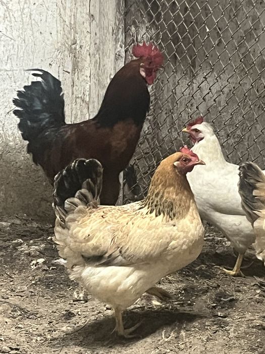 Продается домашний петух