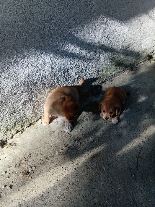 Dau căței spre adopție