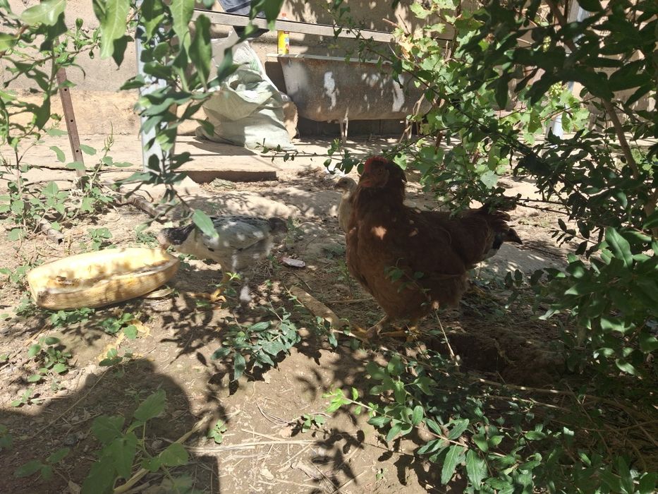 Курица  и цыплята