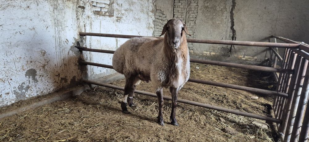 Эдилбайски Кучкой сотилади