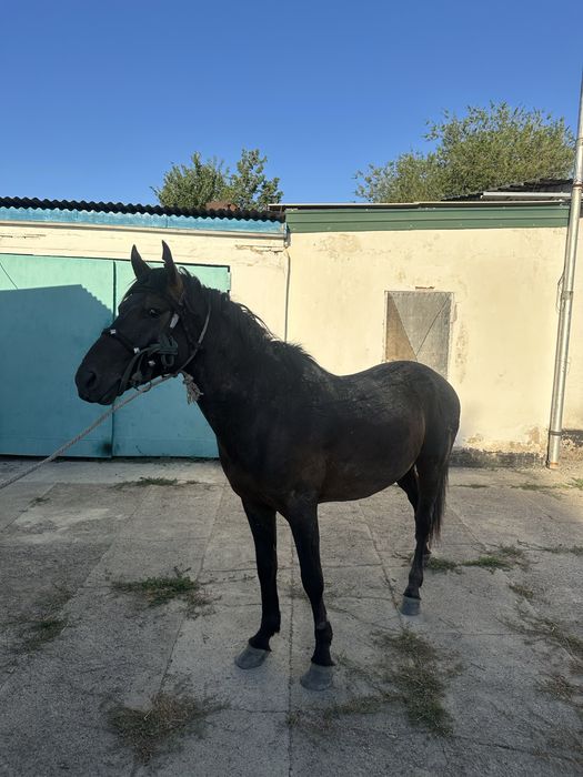 Айгыр Жеребец 6 жас