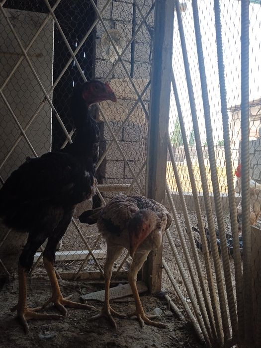 Dakanla sotiladi koreyskiy