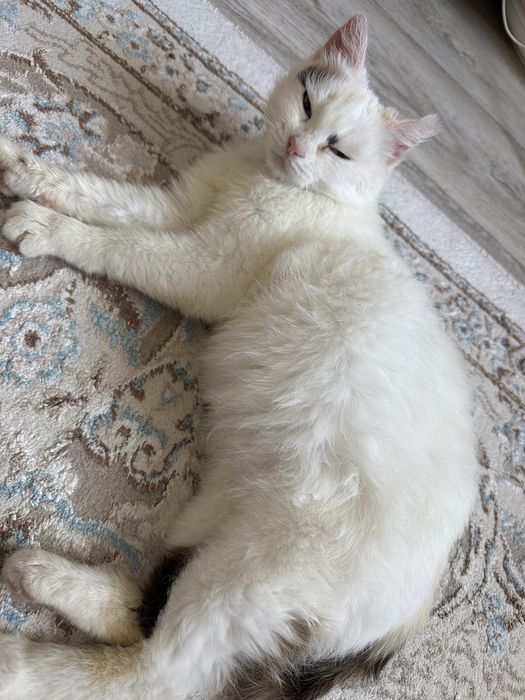 Кошка белая чистая