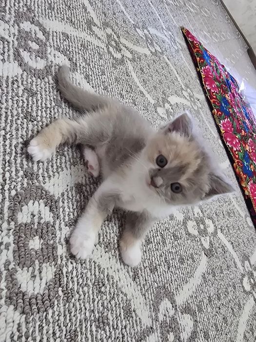 Срочно продаются котята