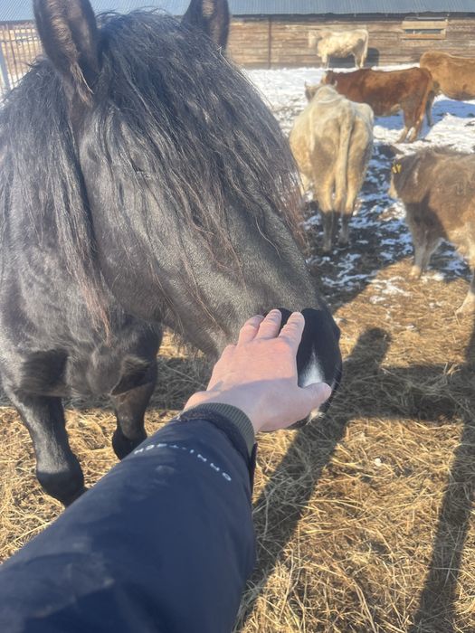 Продам жеребца першерон