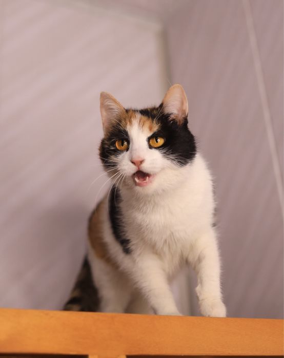 Кошечка ищет семью