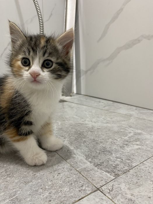 Отдам котят возраст 2 месяца