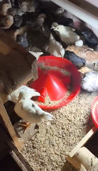 Цыплята от домашних кур