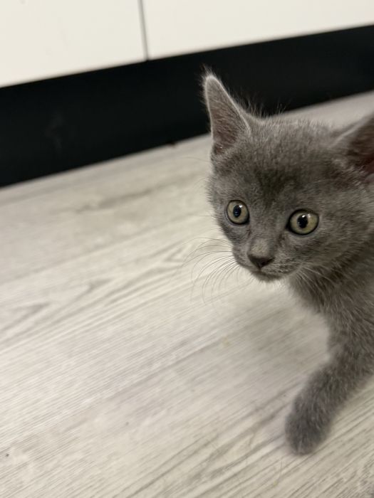Отлам котят в добрые руки