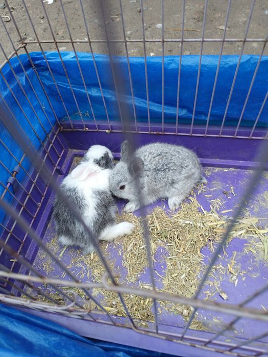 Кролики декоративные