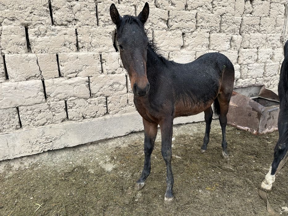 Жабагы 9 айлык Еркек