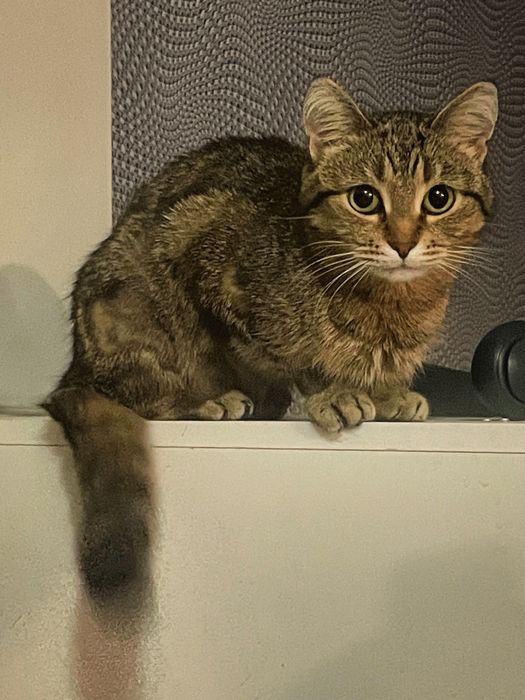 Продаётся кошка!