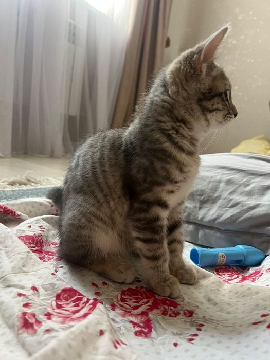 Котенок,Кошка даром
