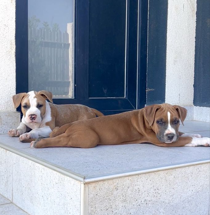 Mascul  Amstaff cu pedigree