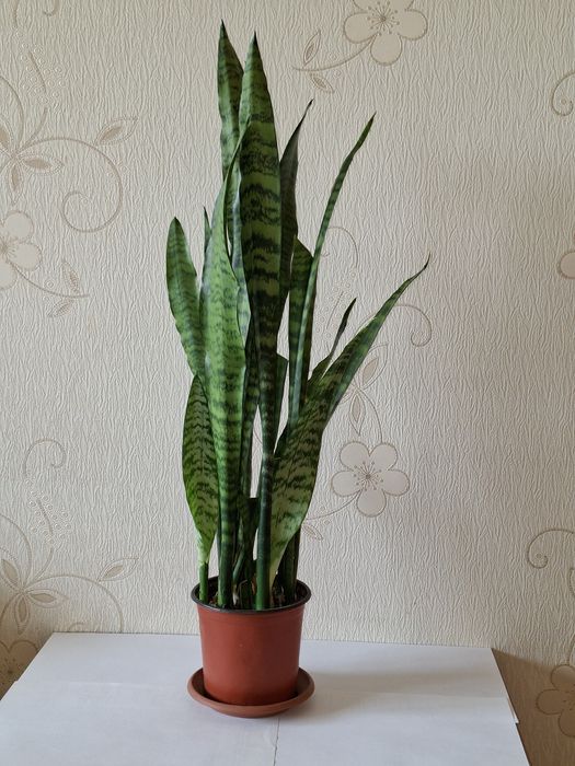 Сансевиерия (щучий хвост)