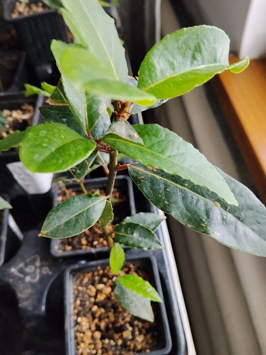 Продам лавр благородный,лавровый лист