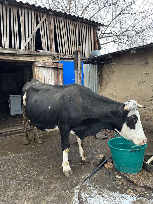 vaca bălțata românească