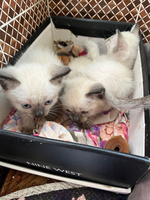 Отдам милых котят