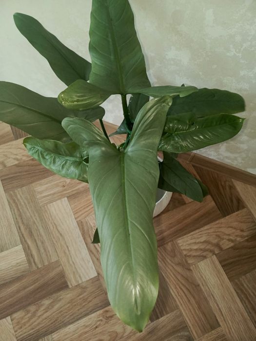 Продам филодендрон.
