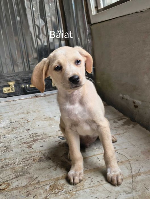 Spre adopție: 5 puiuți energici și iubitori (2 fetițe și 3 băieței)