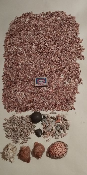 Продаю морские ракушки