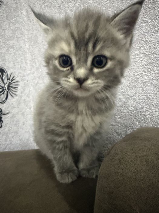 Британец мальчик,1,5 месяцев