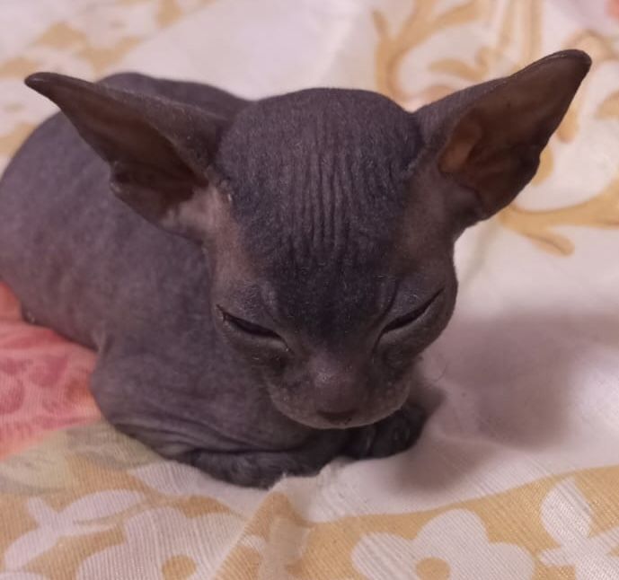 Продам кошечку сфинкс