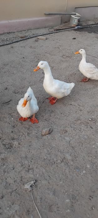 De vanzare: Curci și rațe crescute la curte