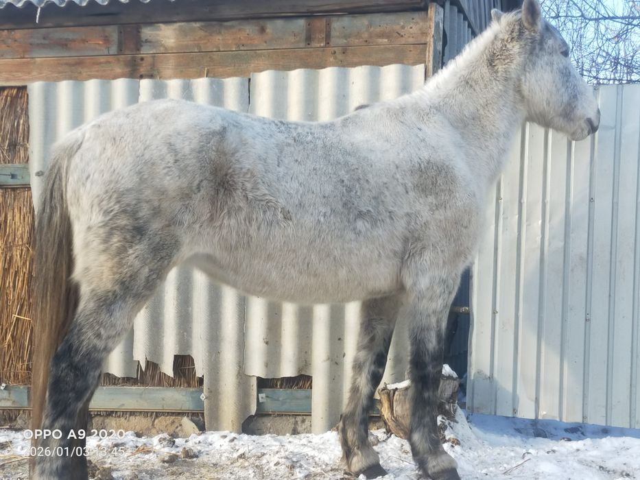 Кобыла на откорме