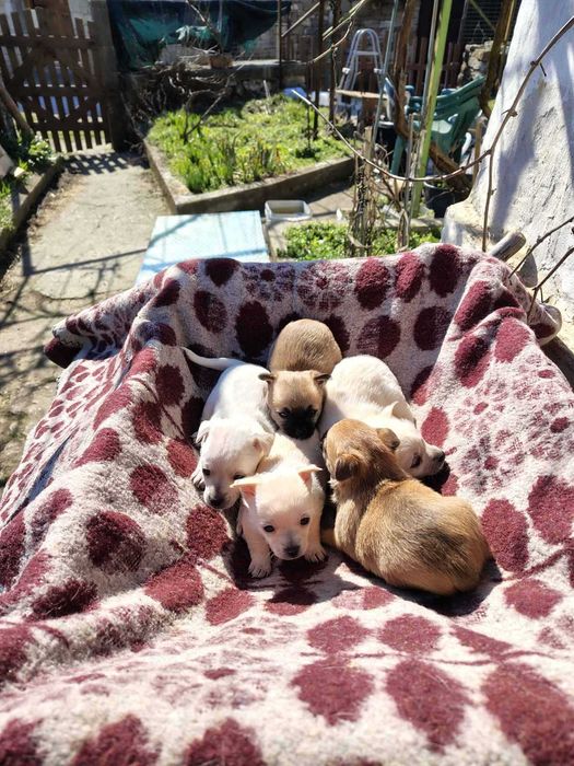 Продавам кученца чихуахуа