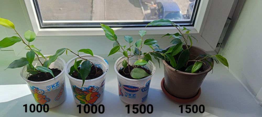 Продам фикус Бенджамина