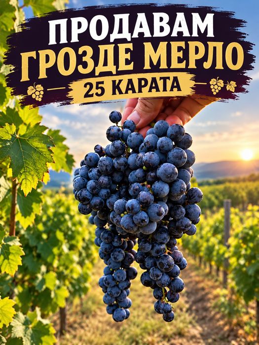 Продавам грозде мерло