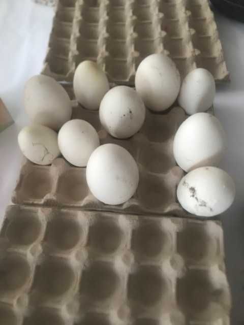 Vand oua de gasca leseasca