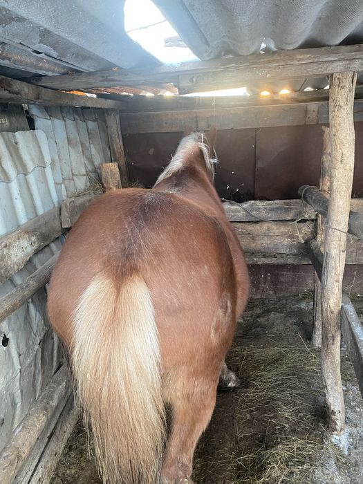 Продам дунен 4жасар